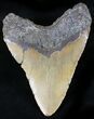 Huge Megalodon Tooth - North Carolina #26478-2
